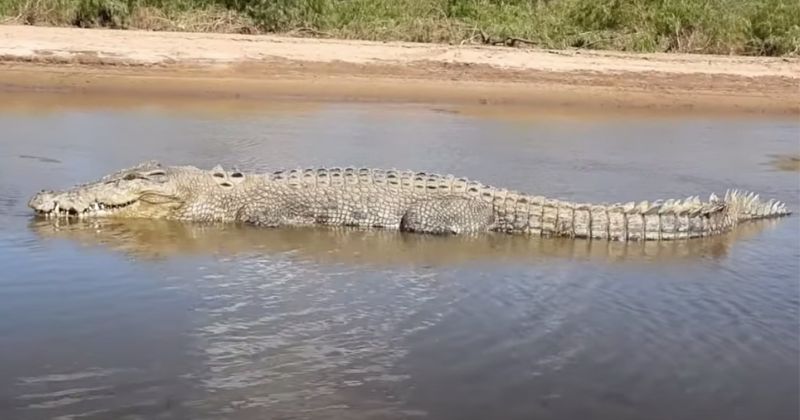 Animal gigante amedrontou oponente da mesma esp&eacute;cie – Foto: Tropical Exposure/A-Z Animals/Reprodu&ccedil;&atilde;o/ND