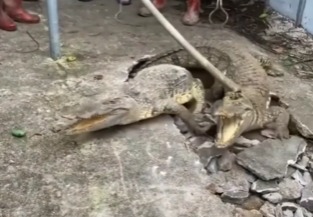 O vídeo viralizou nas redes sociais e conta com quase um milhão de visualizações 