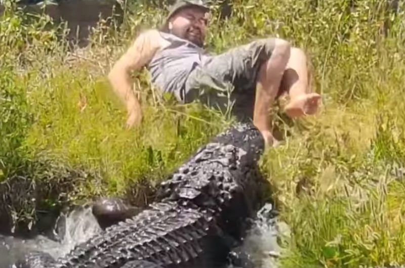 O crocodilo quase devorou o homem em um parque nos Estados Unidos 