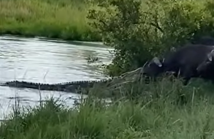 Crocodilo ataca búfalo