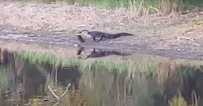Jacar&eacute; avistou presa e esperou momento perfeito para atacar – Foto: @parrishgirl/Reprodu&ccedil;&atilde;o/ND