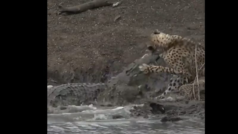 Crocodilo não deu chances de reação do guepardo 