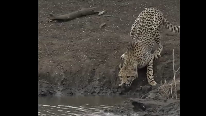 Guepardo tomando água antes de ser atacado