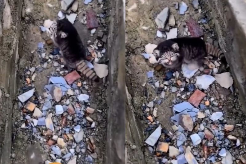 Gato-de-pallas &eacute; famoso pela beleza – Foto: Reprodu&ccedil;&atilde;o/Redes Sociais/ND