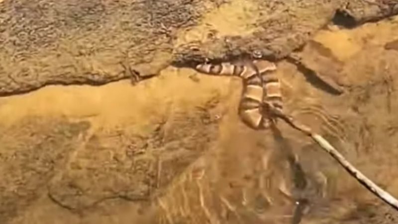 Pescador puxa a cobra com um pedaço de pau