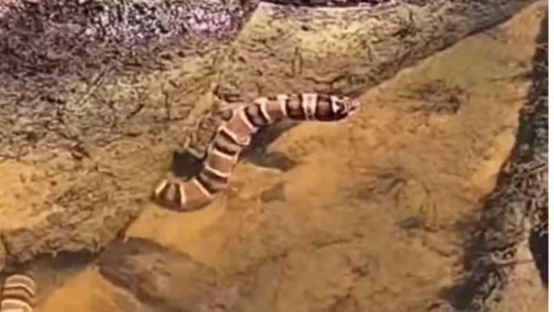 A impress&atilde;o &eacute; de que se trata de uma coral, que &eacute; venenosa – Foto: Reprodu&ccedil;&atilde;o