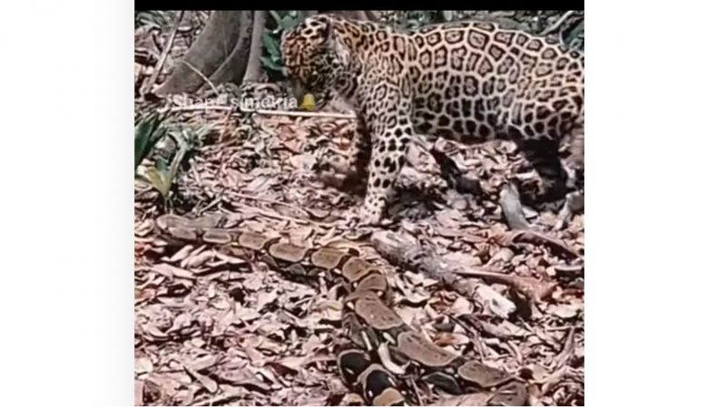 Sucuri e onça brigam pela sobrevivência na natureza