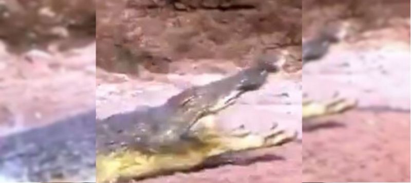 Crocodilo gigante dá o bote do nada 