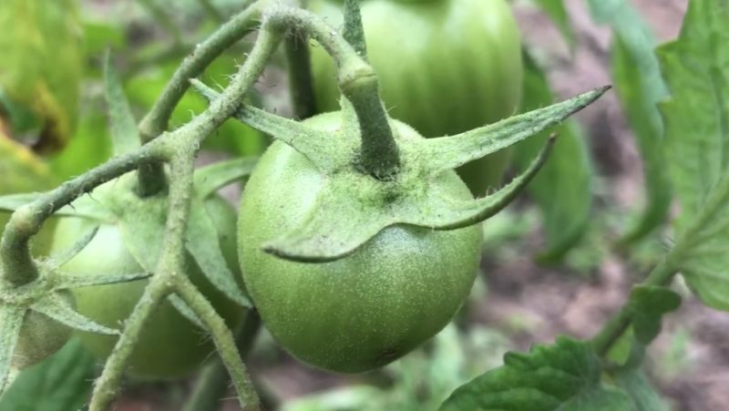 Tomates ainda verdes brotam em planta cultivada dentro de pequeno vaso