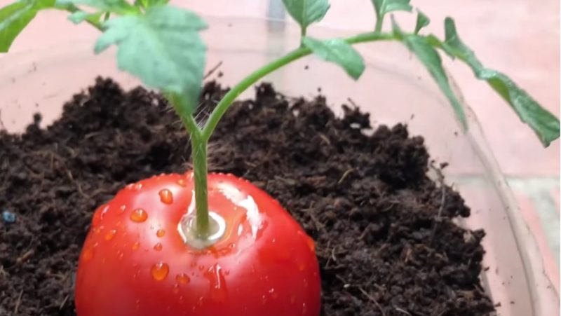 A t&eacute;cnica de propagar &eacute; simples e eficiente, mas tamb&eacute;m &eacute; uma terapia – Foto: Reprodu&ccedil;&atilde;o