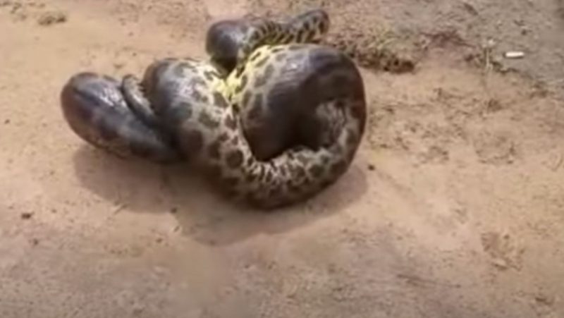 Cobras parecem uma s&oacute;, de t&atilde;o enroscadas – Foto: Reprodu&ccedil;&atilde;o