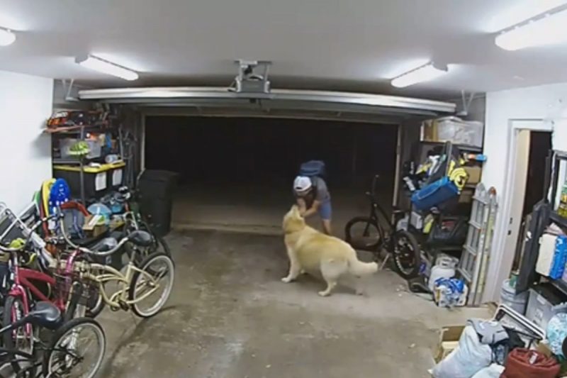 Golden ficou brincando com ladrão