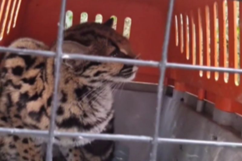 Mini onça foi resgatada em uma casa 