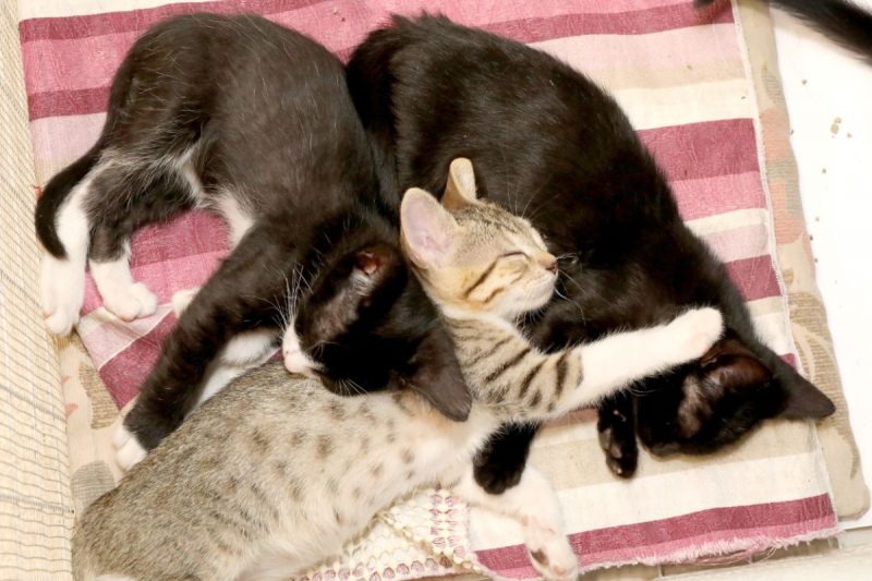 Evento ocorre no estacionamento do Shopping Mueller – Foto: Turma do Gatil/Reprodu&ccedil;&atilde;o/ND