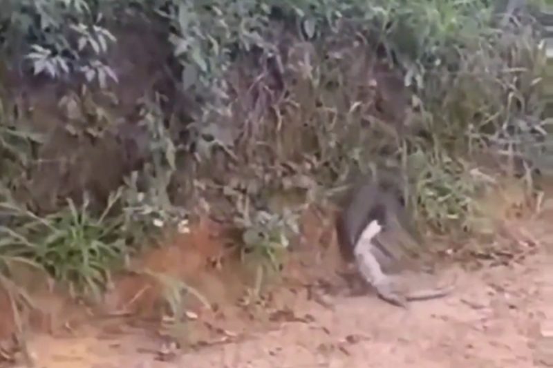 Furão raivoso atacou lagarto