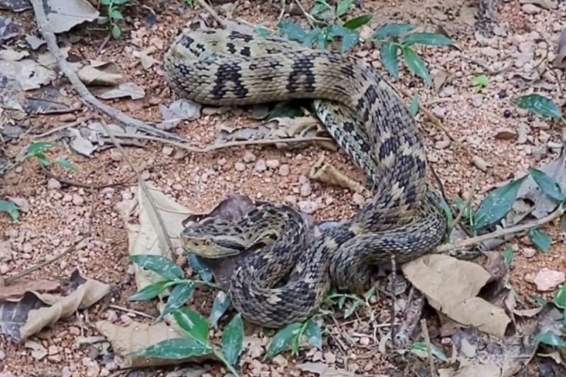 Serpente tem cor diferente do normal para a espécie