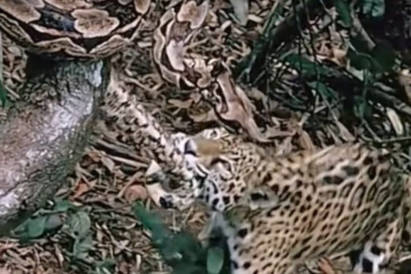 Onça feroz "jantou" a jiboia