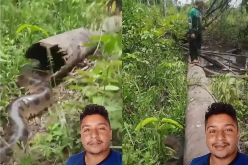 Sucuri gigante estava na espreita