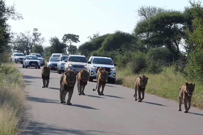 Leões aterrorizaram comunidade