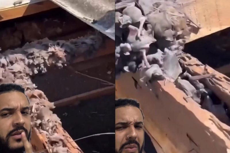 Morcegos aterrorizaram moradores