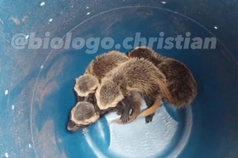 Furões foram para reabilitação