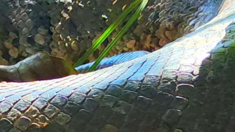 Sucuri enorme enrolada em moita próxima de um rio