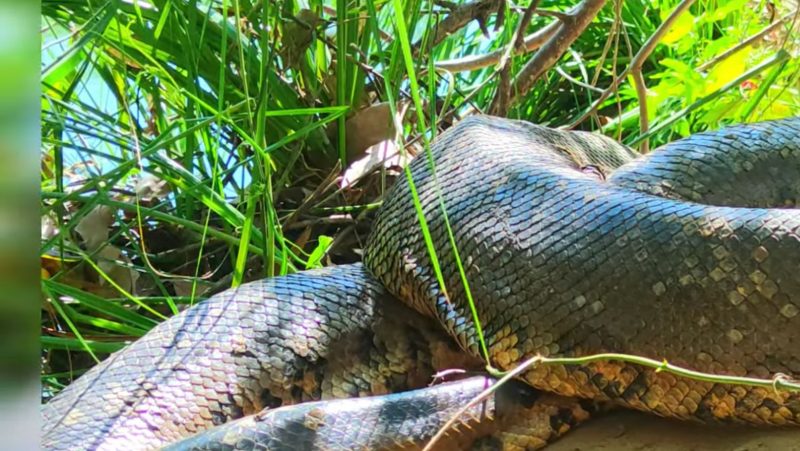 Sucuri imensa estava escondida em uma moita de capim – Foto: Reprodu&ccedil;&atilde;o