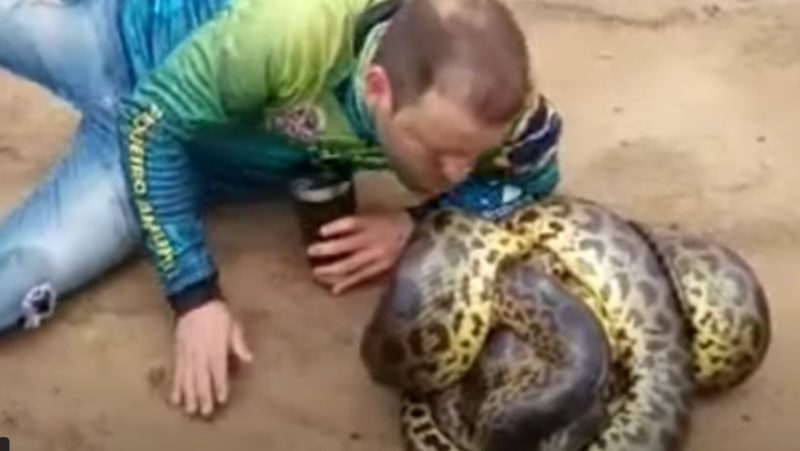 Homem beija cobras enquanto elas se acasalavam e ainda faz piada – Foto: Reprodu&ccedil;&atilde;o