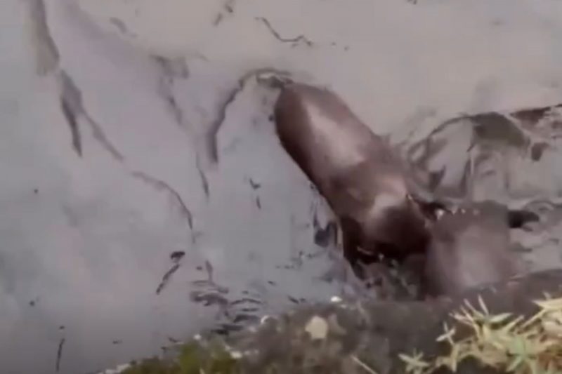 Lontras foram filmadas em rio de Joinville