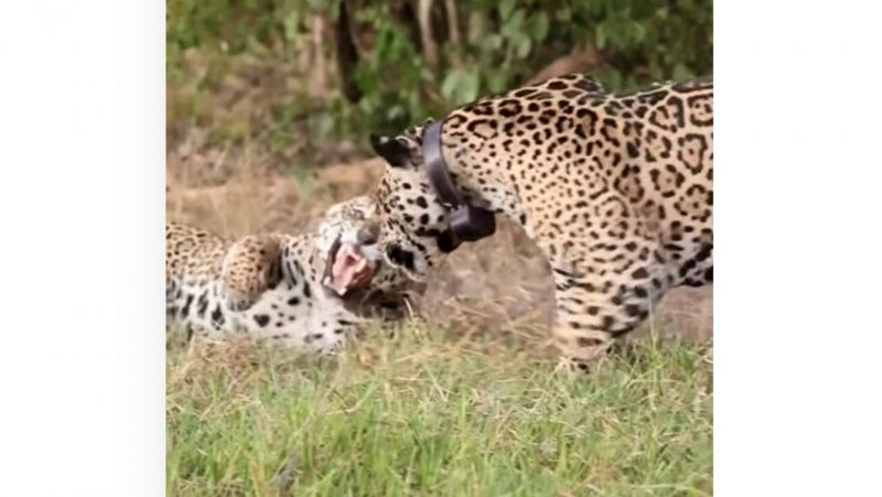 Onça macho aborda a fêmea para acasalar