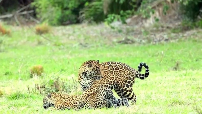 Acasalamento em plena luz do dia foi flagrado por turista no Pantanal – Foto: Reprodu&ccedil;&atilde;o
