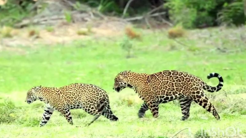 Onça macho persegue a fêmea em área de vegetação rasteira