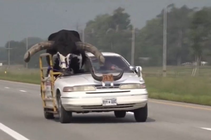 Touro gigantesco estava em carro