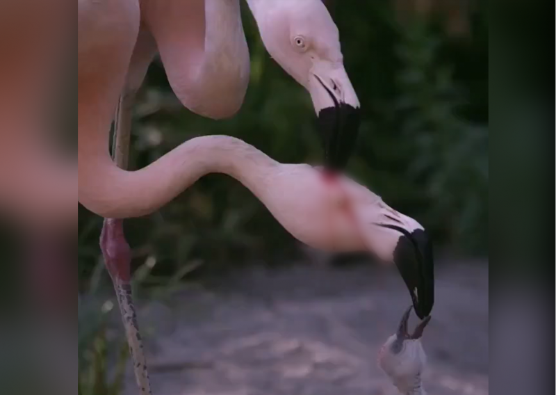 Creepy video shows flamingos feeding chicks 