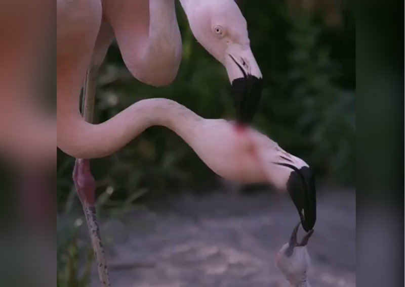 Vídeo macabro mostra como flamingos alimentam filhotes 