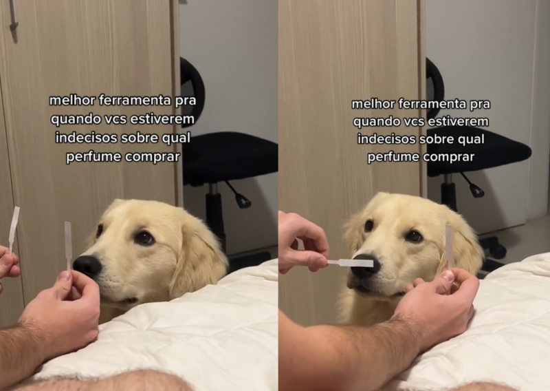 Golden ajuda dono indeciso a escolher perfume