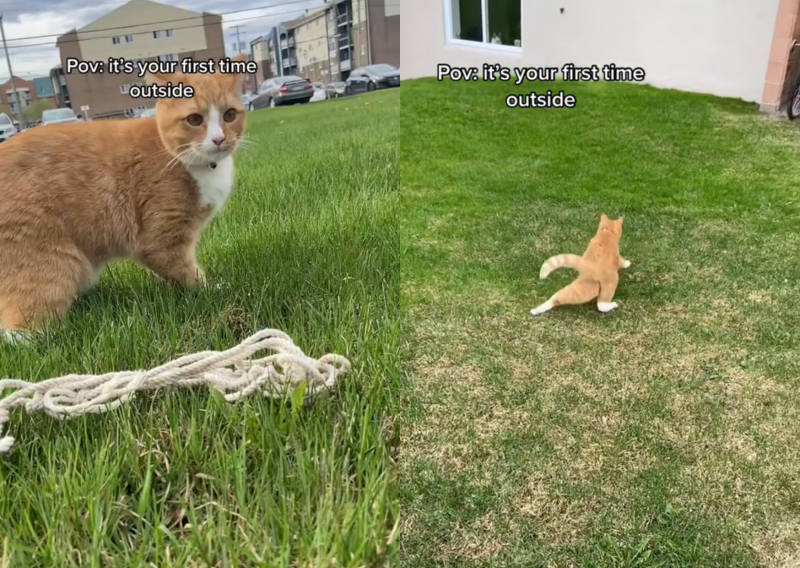 Gato 'bugado' tem reação inesperada ao pisar na grama pela primeira vez
