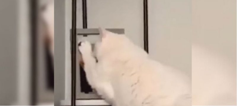 Gatinho é flagrado fazendo carinho em foto do tutor 