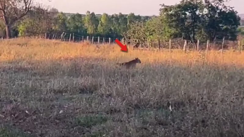 On&ccedil;a captura presa, mas propriet&aacute;rio do s&iacute;tio percebe – Foto: Reprodu&ccedil;&atilde;o