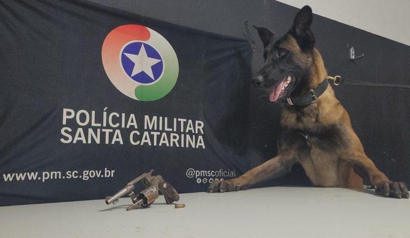 Cães vasculham mata de 9 mil m² para encontrar arma 