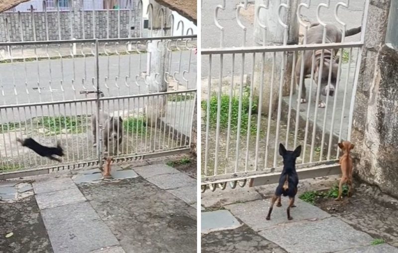 dupla de pinchers apavora american bully em vídeo