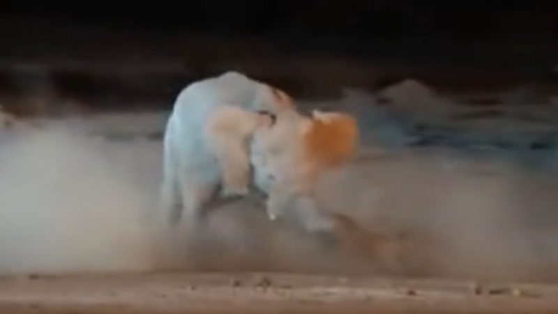 Batalha entre rinoceronte e elefante