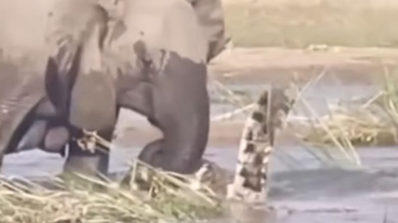 Elefante pisoteia crocodilo