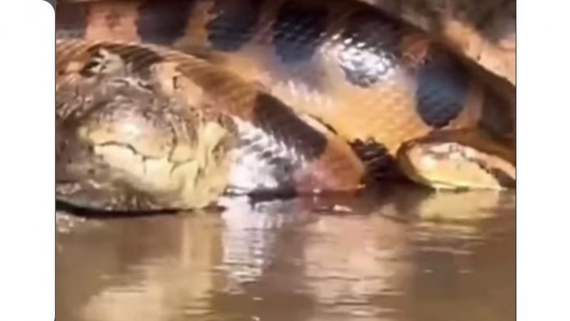 Sucuri enlaçada a um grande jacaré observa a agonia de sua vítima