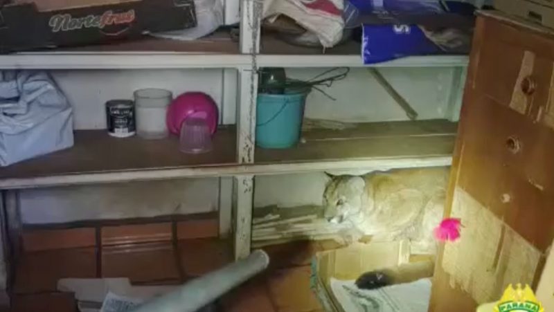 Felino acuado n&atilde;o oferece resist&ecirc;ncia na hora da captura – Foto: Reprodu&ccedil;&atilde;o