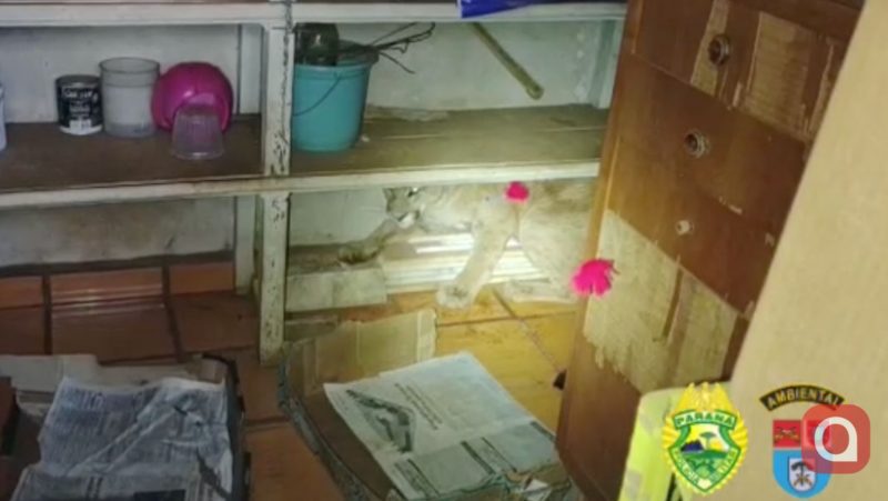 Onça escondida em armário no fundo de cômodo de uma casa