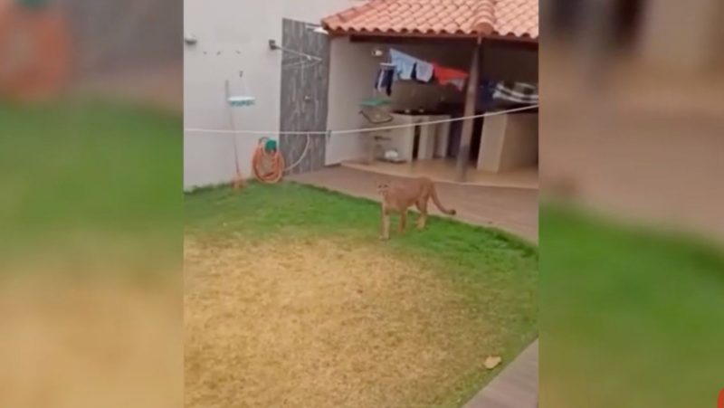 Onça parda no quintal de uma casa
