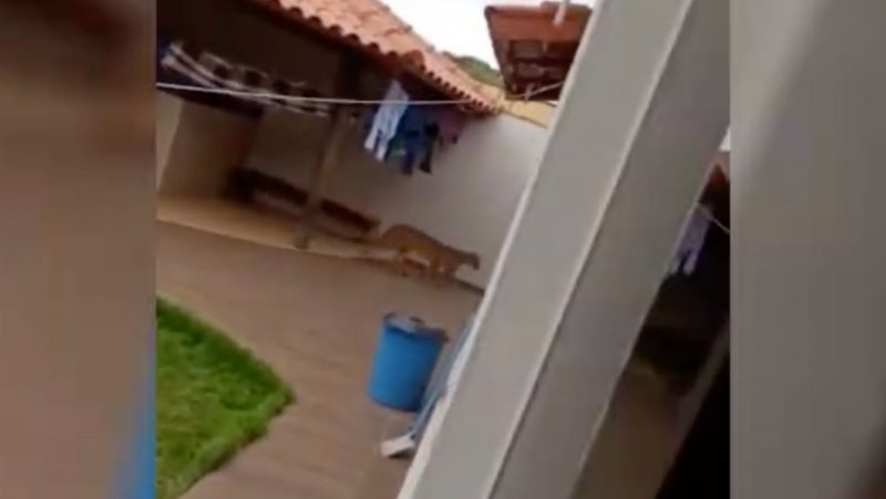 Felino apareceu no quintal e quase matou o propriet&aacute;rio do cora&ccedil;&atilde;o – Foto: Reprodu&ccedil;&atilde;o