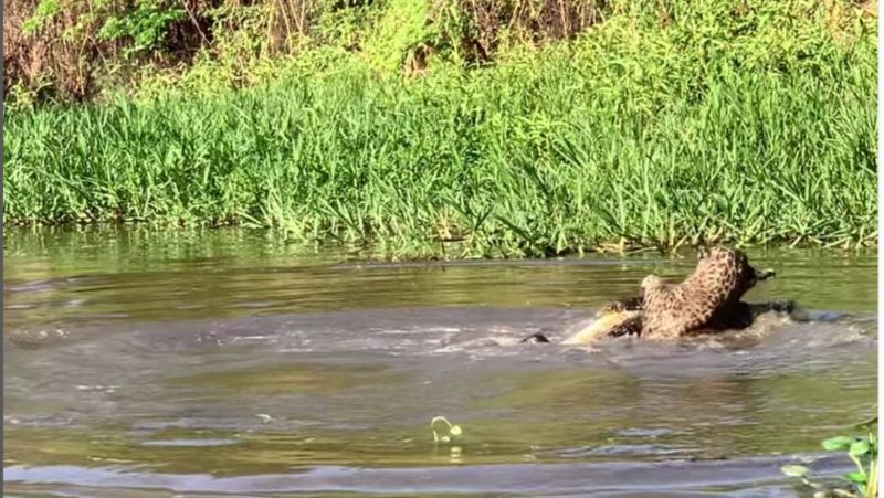 Patricia logo depois de dominar o jacar&eacute; – Foto: Reprodu&ccedil;&atilde;o