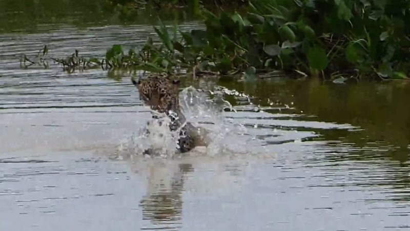 Ataque foi em v&atilde;o e acabou gerando uma grande decep&ccedil;&atilde;o – Foto: Reprodu&ccedil;&atilde;o